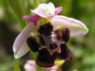 Ophrys x vetula